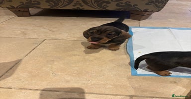 Dachshund dogs 1 beautiful Teckel Dachshund - Advert 7