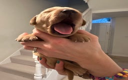 Labrador Retriever dogs for sale: Beautiful Labrador Retriever puppies - Image 7
