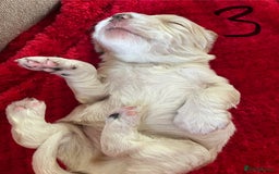 Cocker Spaniel dogs for sale: 7 Beautiful Cocker Spaniel Boys - Image 9