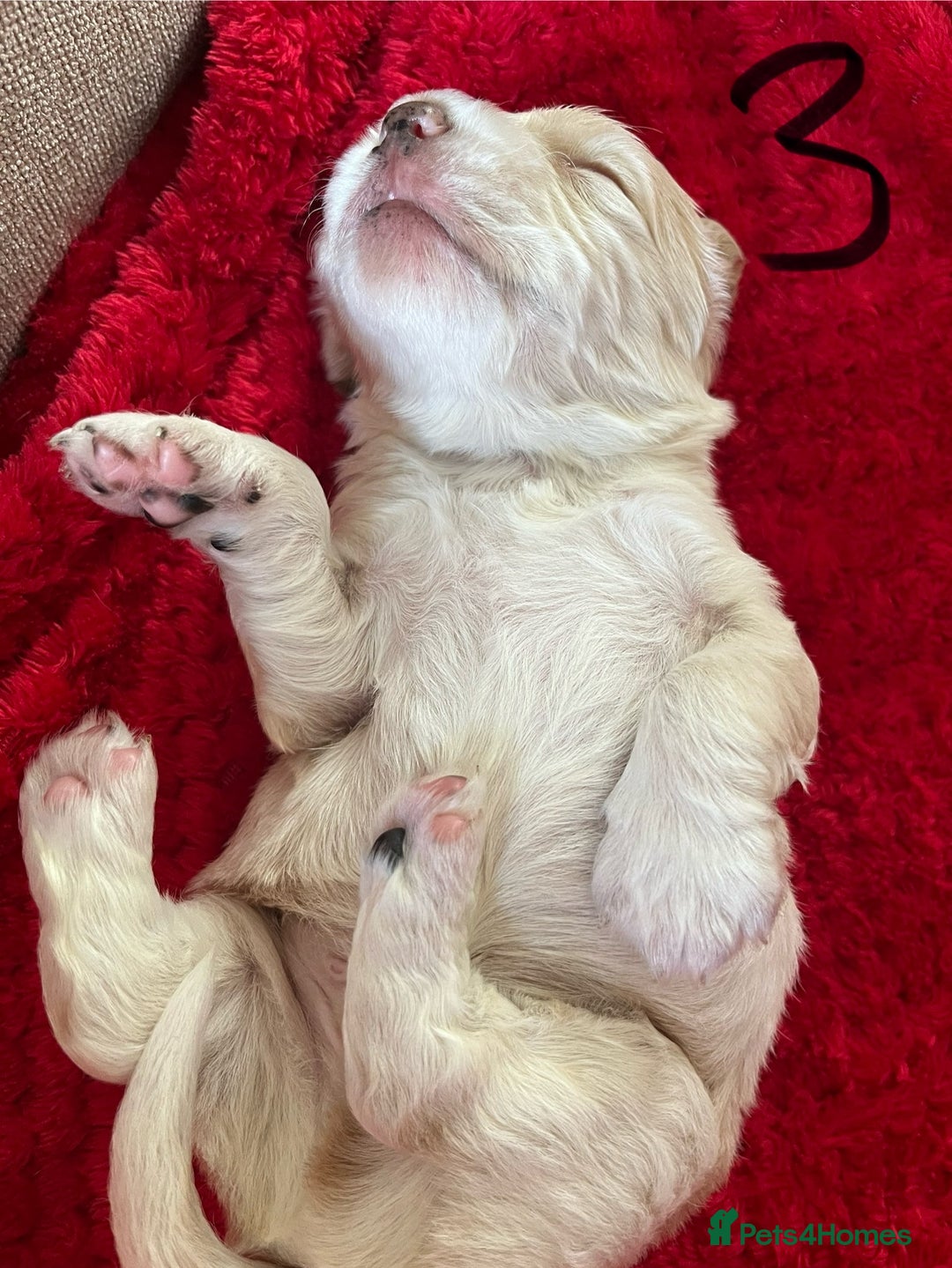 Cocker Spaniel dogs for sale: 7 Beautiful Cocker Spaniel Boys - Image 9