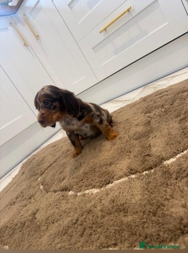 Cocker Spaniel dogs for sale: Cocker spaniel show type puppies  - Advert 7