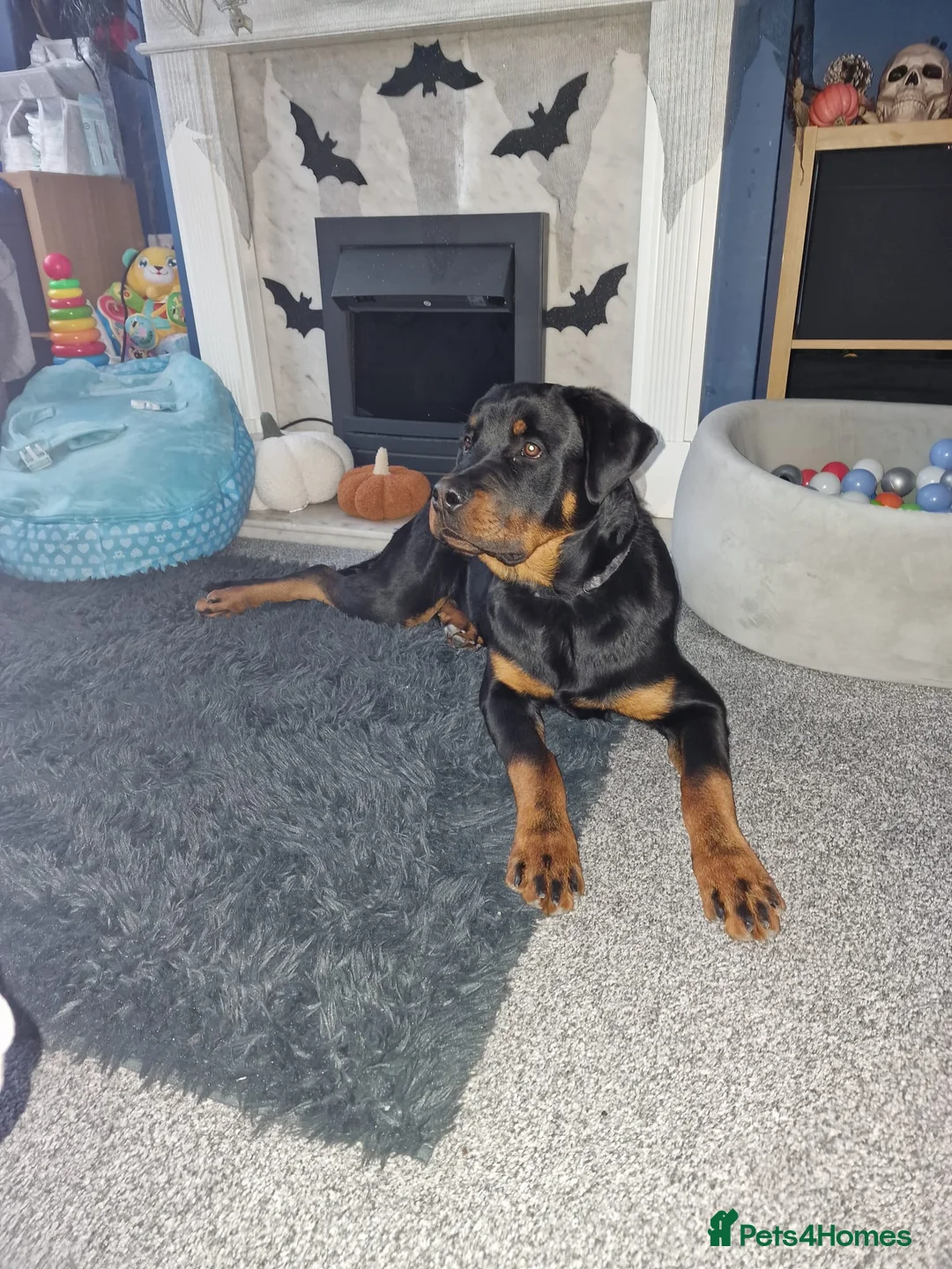 Rottweiler dogs for sale: 11 month old rottweiler Koda  - Advert 3