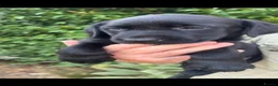Labrador Retriever dogs for sale: Beautiful Black Labrador Puppies  - Advert 7