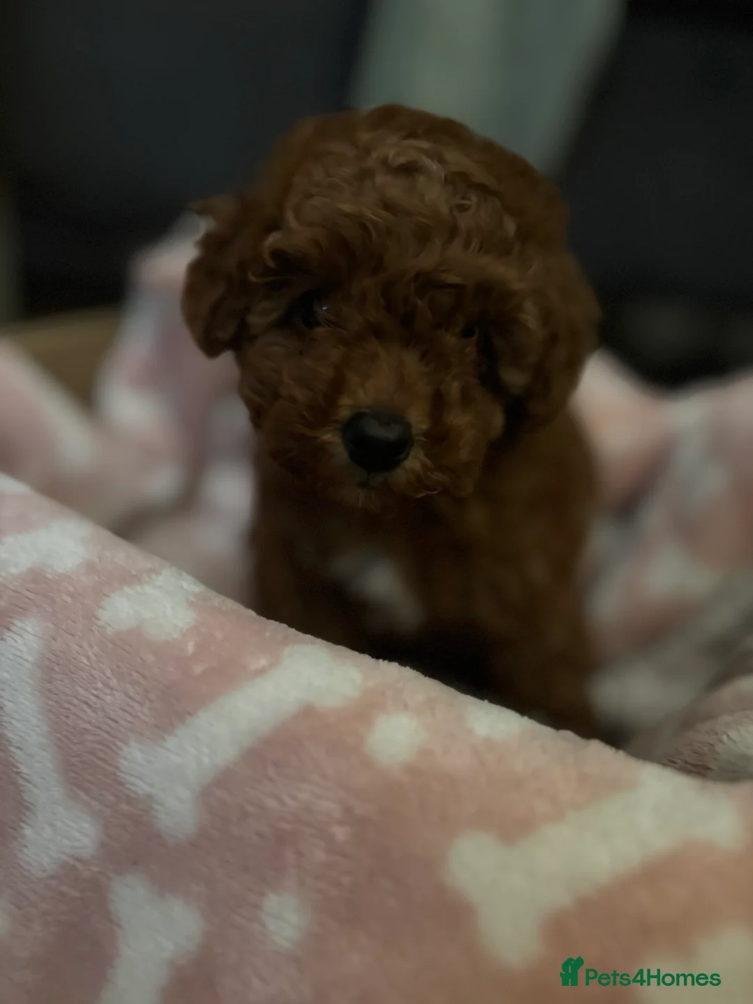 Toy Poodle dogs for sale: 🐾 Stunning Red Toy Poodle Puppies   - Advert 10