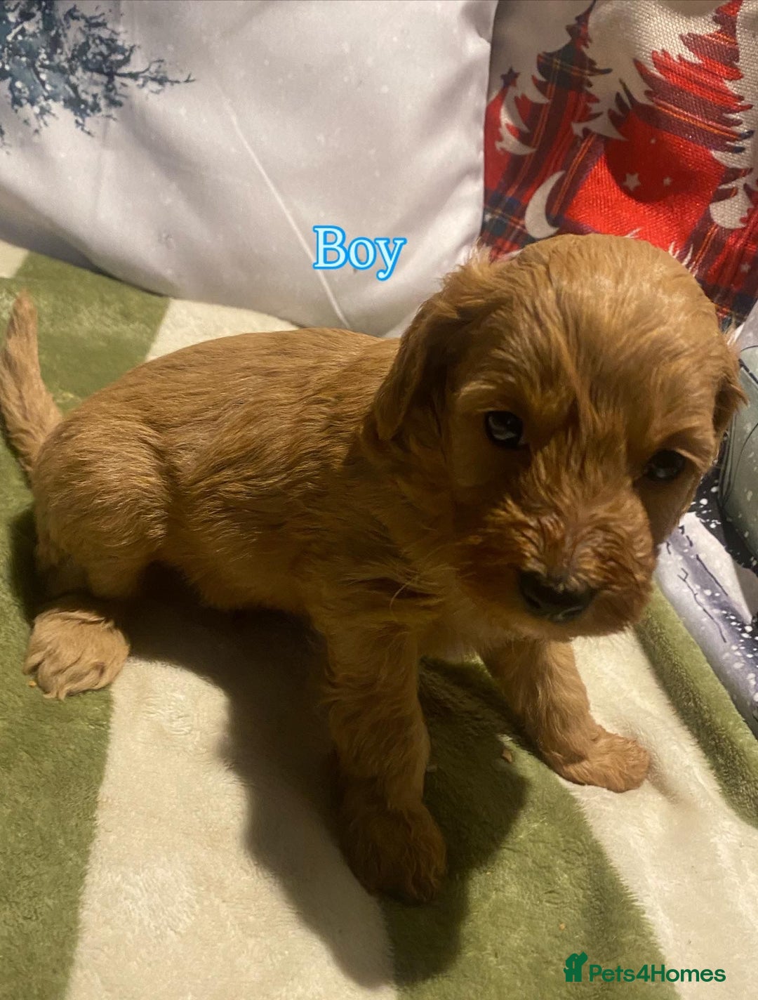 Cockapoo dogs for sale: F1B apricot cockapoos  - Advert 3