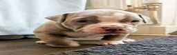 Dorset Olde Tyme Bulldogge dogs for sale: Old tyme bulldog puppies  in Farnborough - Advert 5