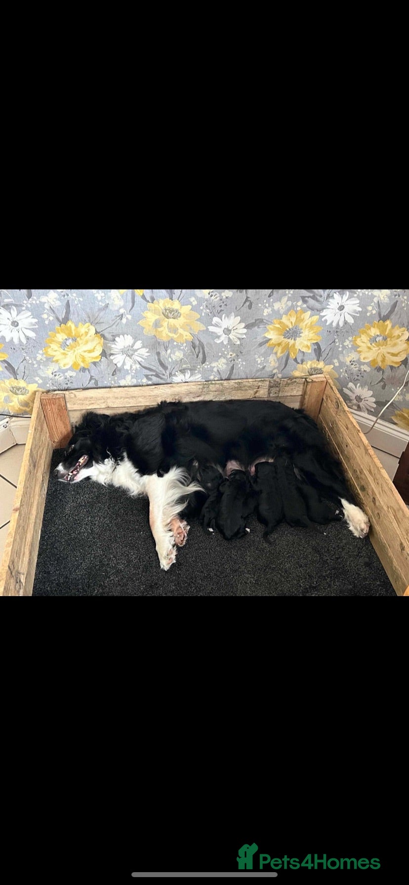 Bordoodle dogs Beautiful boarder collie x mini poodles puppies   - Advert 2