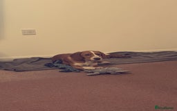 Mixed Breed dogs for sale: 1 year old beautiful mixed breed dog - Image 1