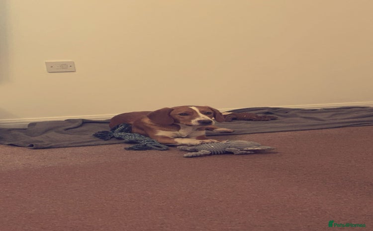 Mixed Breed dogs - Advert 1