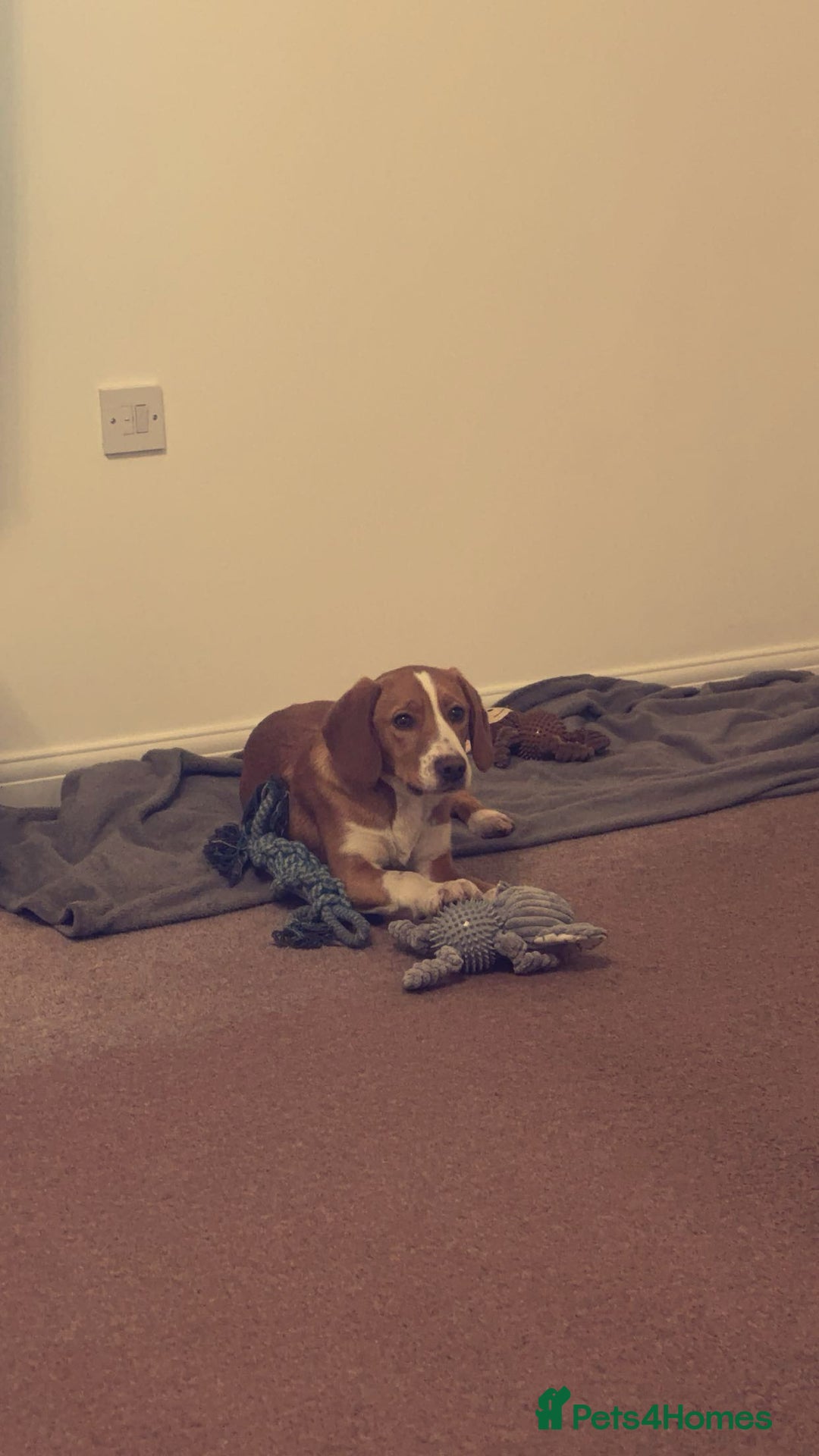 Mixed Breed dogs for sale: 1 year old beautiful mixed breed dog - Image 1