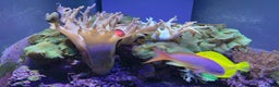 Other/Mixed Breed fish for sale:  600L Full Reef System With Fish & Corals - Advert 8