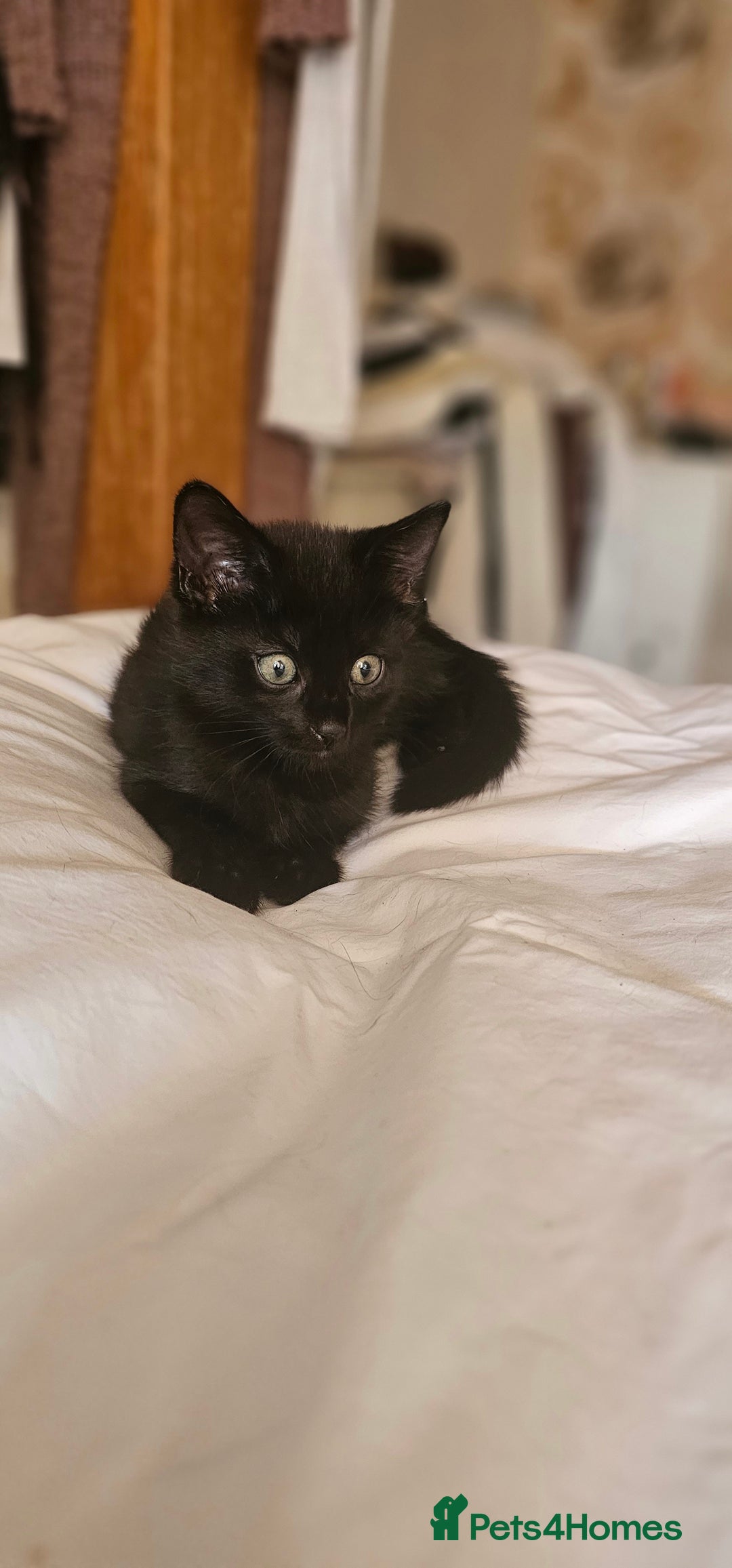 Domestic Shorthair cats for sale: Kittens looking for their forever home 🩷🩵🩷 - Image 9