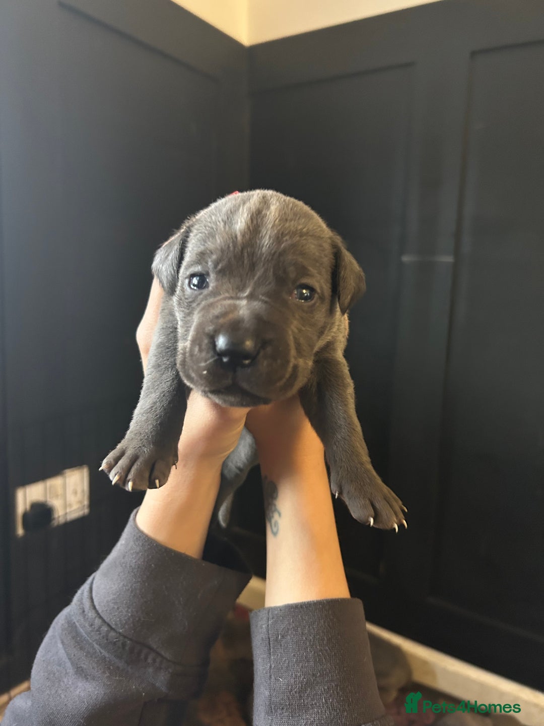 Cane Corso dogs for sale: Cane Corso Puppies  - Advert 29