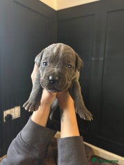 Cane Corso Puppy 1
