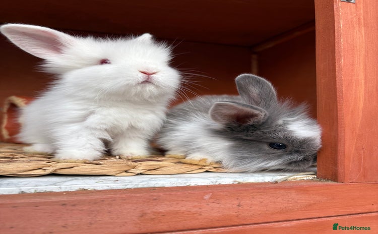 Mixed Breed rabbits - Advert 14