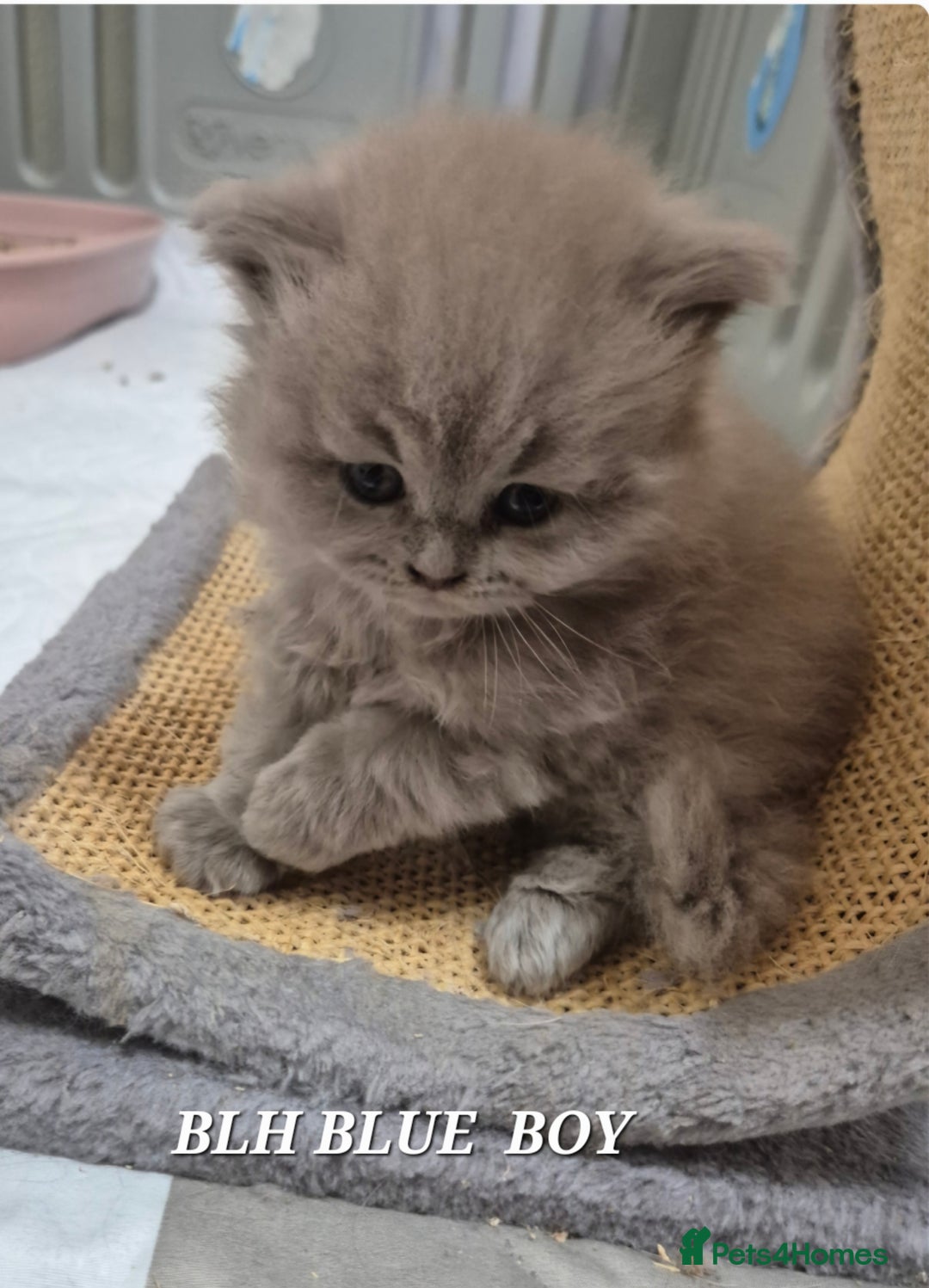 British Shorthair cats for sale: BSH and BLH kittens for new home  - Advert 1