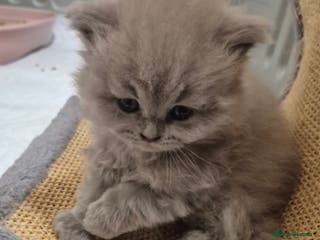 British Shorthair cats BSH and BLH kittens for new home - Advert 12