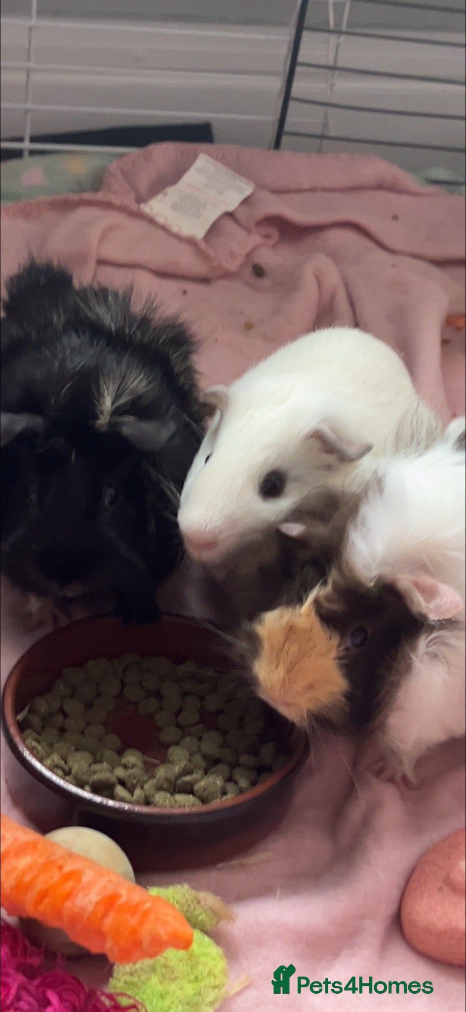 Guinea Pig rodents 3 male guinea pigs&full kit+extras - Advert 1