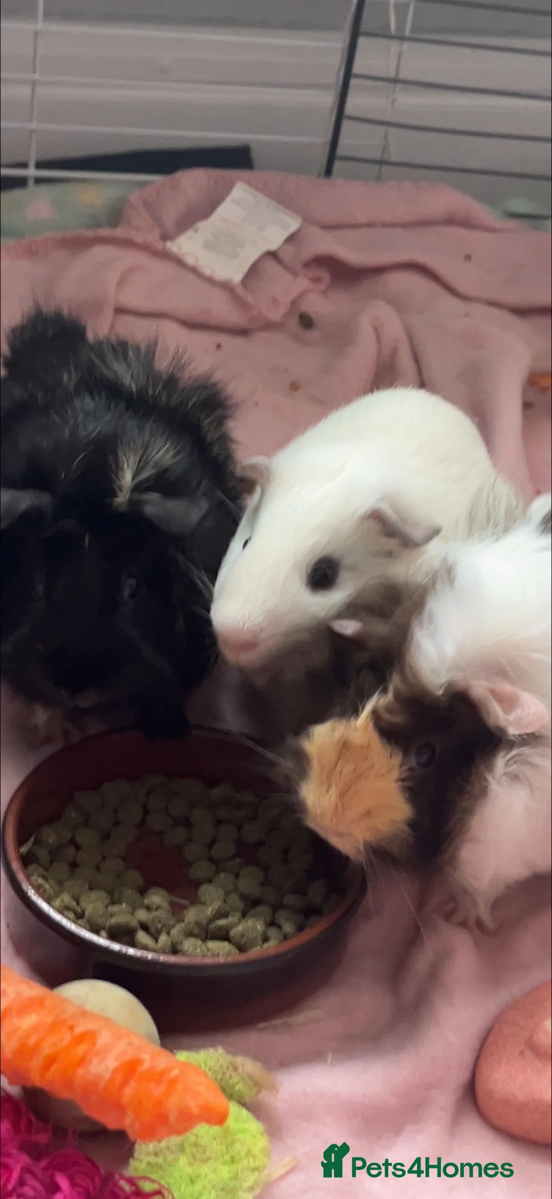 Guinea Pig rodents for sale: 3 male guinea pigs&full kit+extras in Pontefract - Advert 1