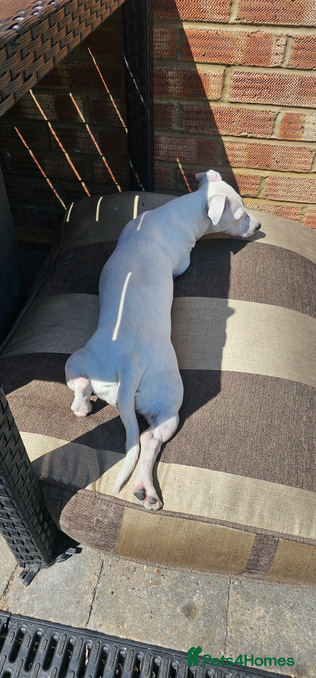 Jack Russell dogs for sale: 3,5 years old Jack Russells girls in Ipswich - Advert 4