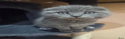 Scottish Fold cats for sale: Scottish kitten lilac blue, ready now, girl boy - Advert 3