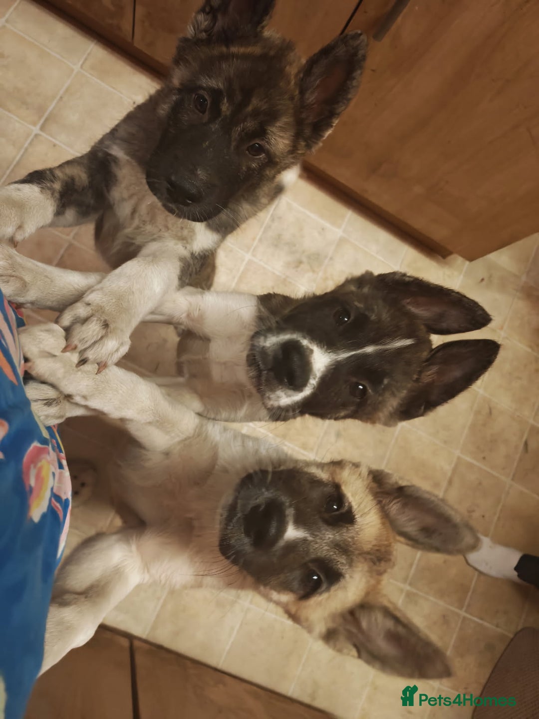 Akita dogs for sale: Akita puppy's ready now - Image 15