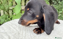 Miniature Dachshund dogs for sale: Miniature Dachshund - Image 14
