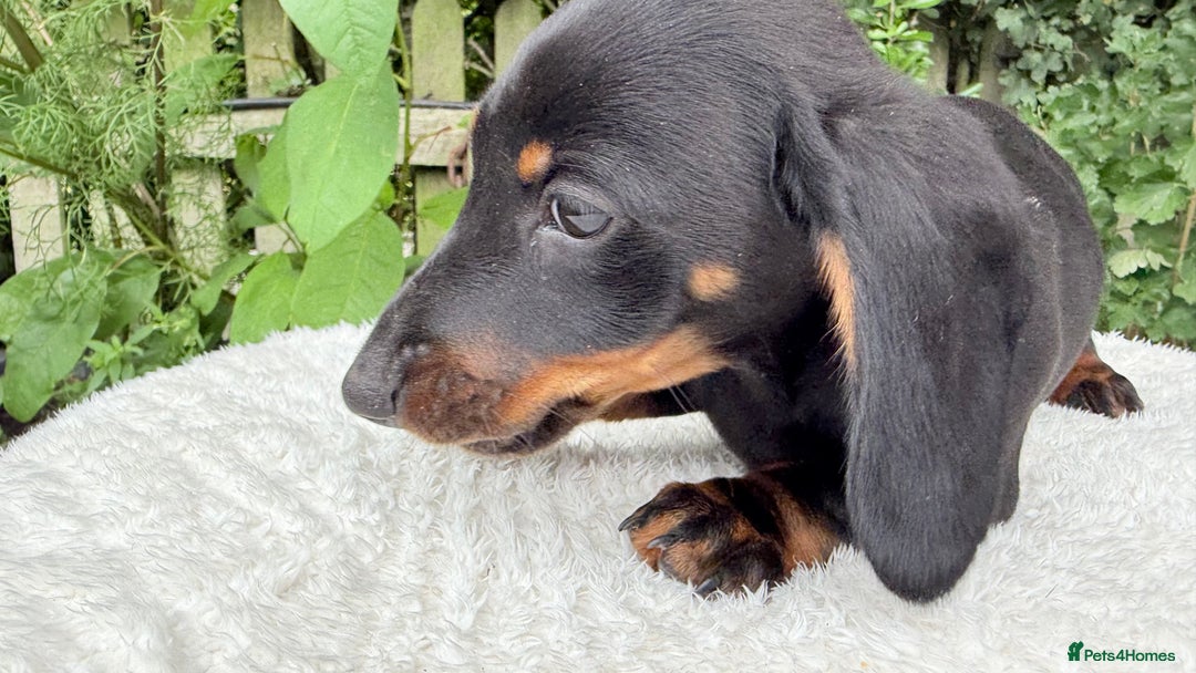 Miniature Dachshund dogs for sale: Miniature Dachshund - Image 14