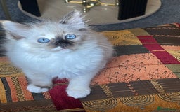 Ragdoll cats for sale: Ragdoll adults Purebred pedigree 5 generations  - Advert 24