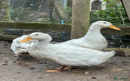 Ducks poultry for sale: Khaki Campbell and cherry valley - Image 2