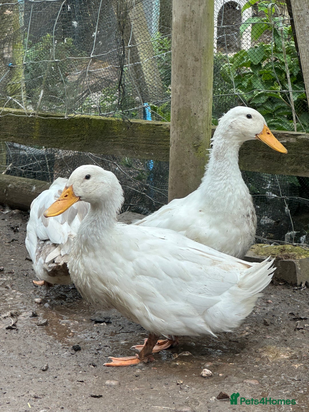 Ducks poultry for sale: Khaki Campbell and cherry valley - Image 2