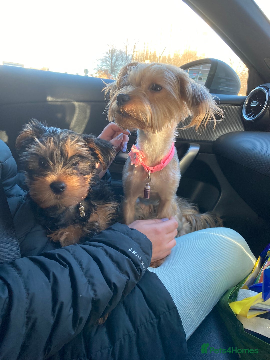 Yorkshire Terrier dogs for sale: 4 beautiful Yorkshire terrier pups  - Image 2