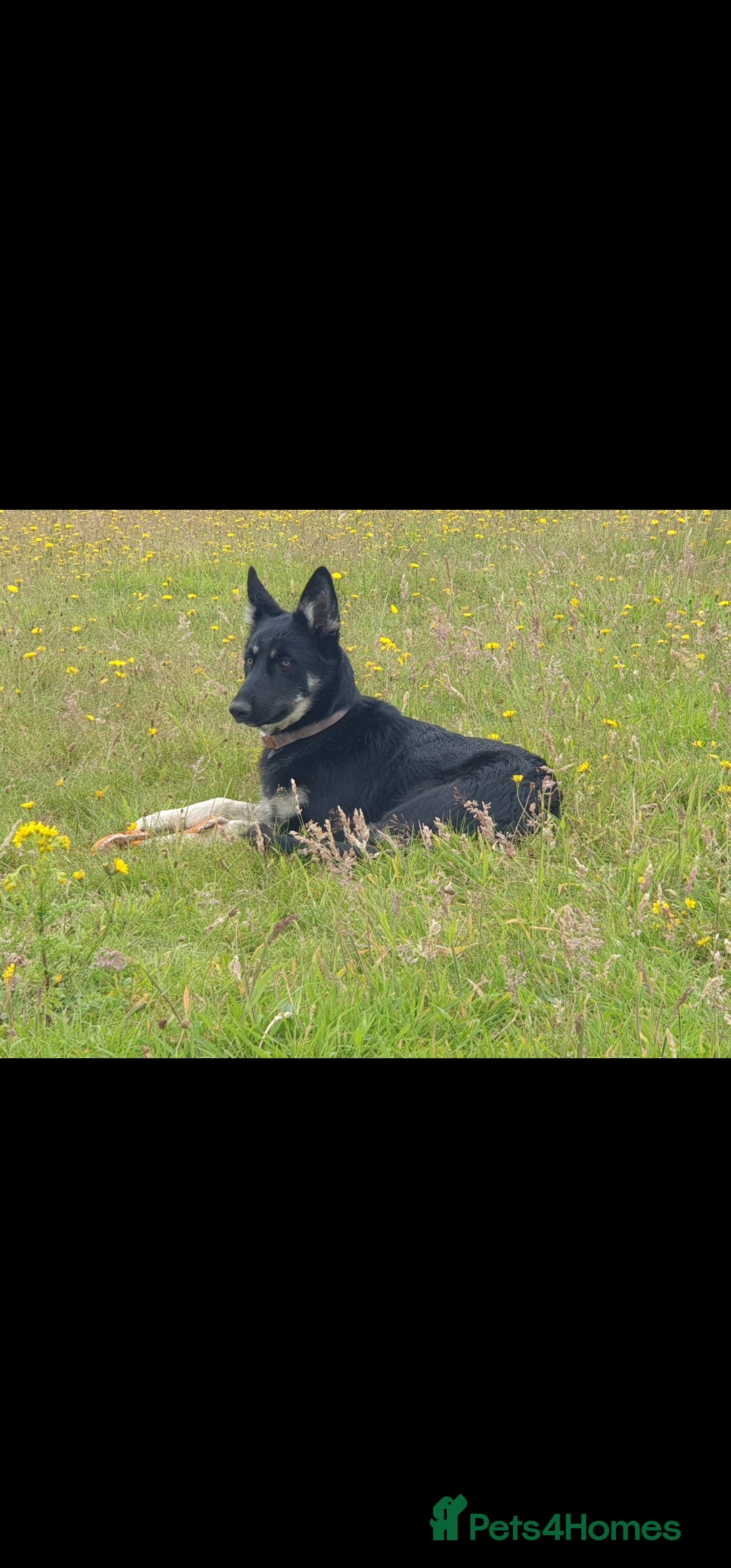 Shepsky dogs for sale: Beautiful female Shepsky looking a new home - Advert 4