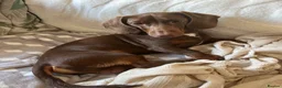 Dachshund dogs for sale: Male Dachshund  in Pontefract - Advert 2