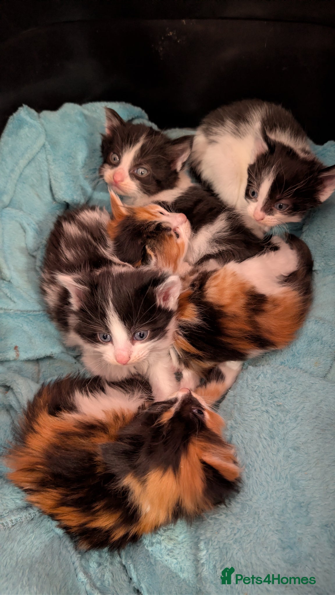 Mixed Breed cats Gorgeous kittens for sale  - Advert 1