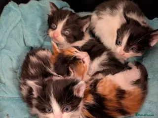Mixed Breed cats Gorgeous kittens for sale - Advert 1