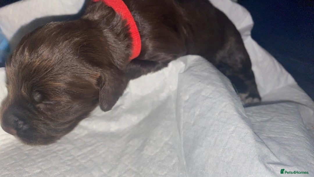 English Springer Spaniel dogs for sale: Beautiful springer Spainel pups. Ready 01/11/25 - Image 17