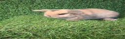 Mini Lop rabbits for sale: MINI LOPS - Advert 8