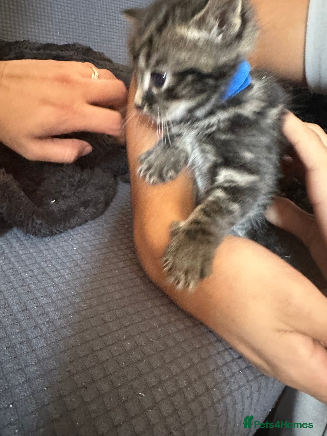 American Shorthair cats for sale: Gorgeous tabby and black kittens - Image 4