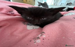 British Shorthair cats for sale: Black kittens  - Image 8