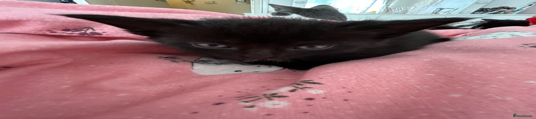 British Shorthair Kitten 5