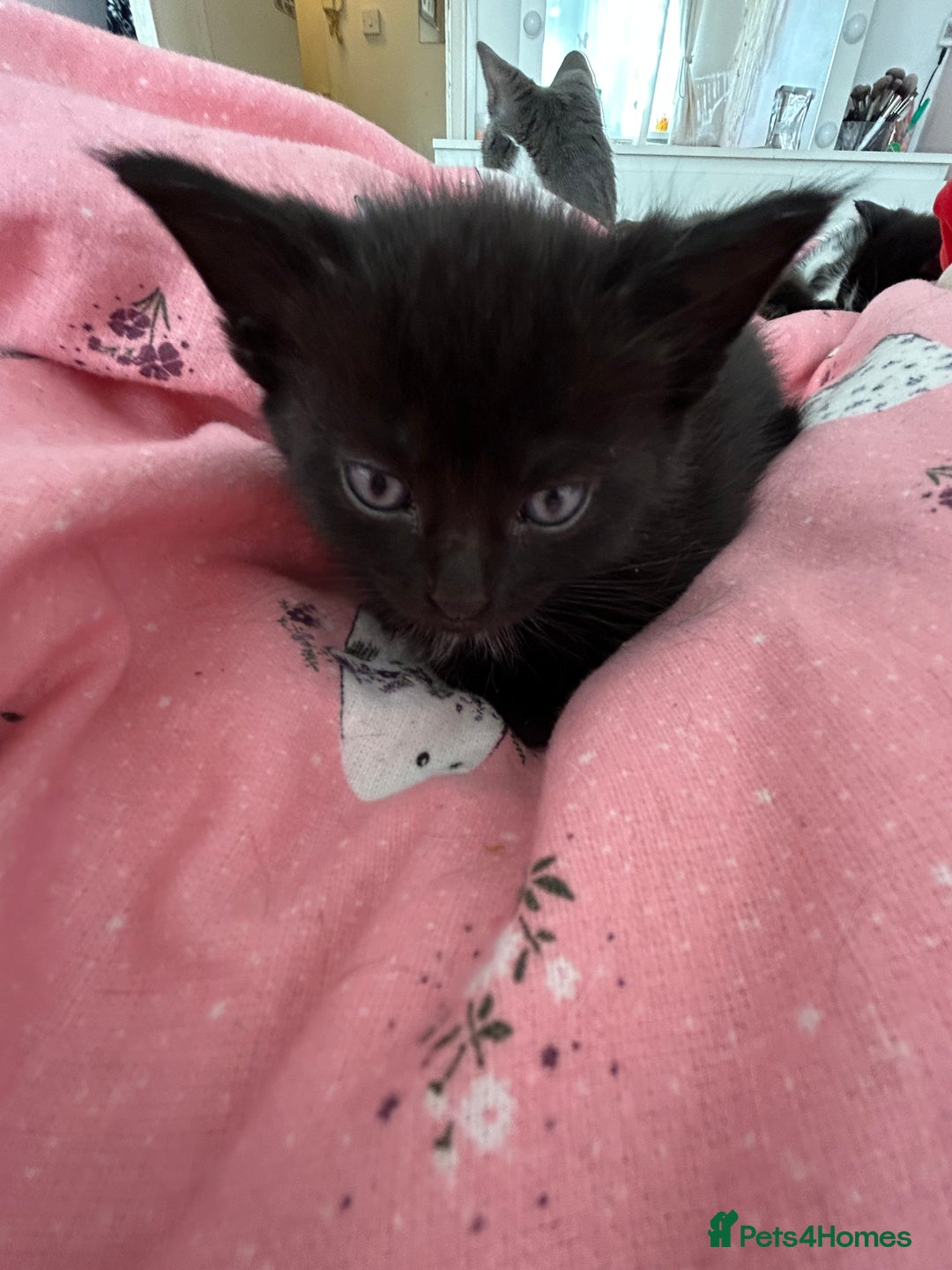 British Shorthair cats for sale: Black kittens  - Image 8