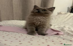 Ragdoll cats for sale: Rare mink female kitten  - Advert 2