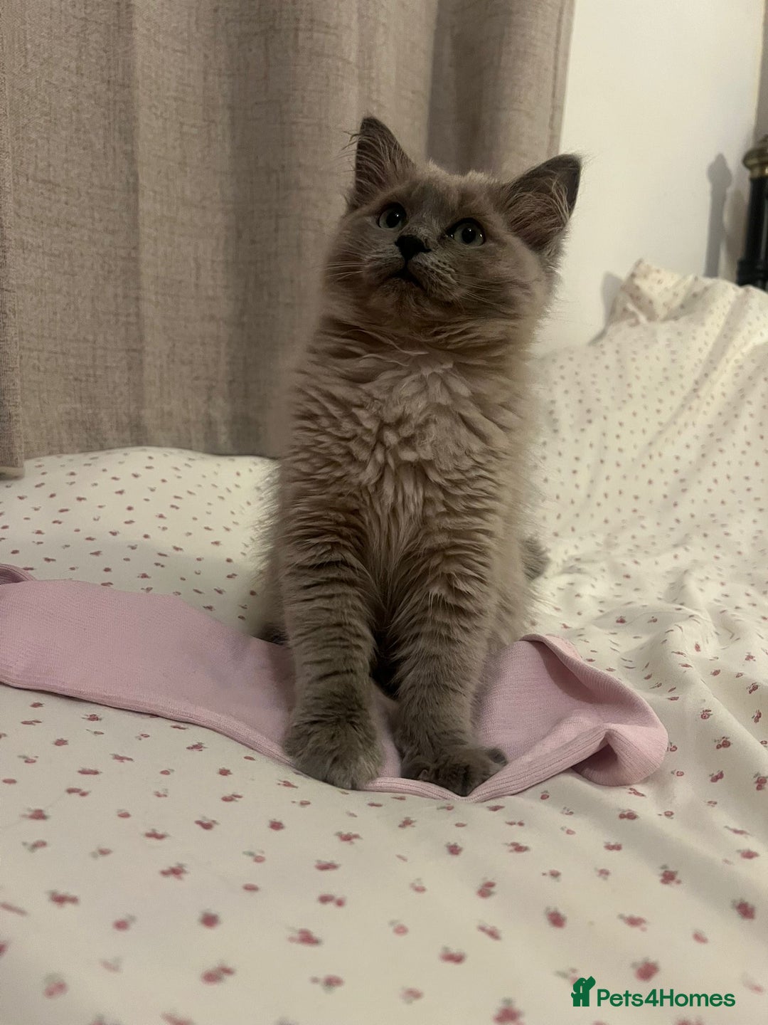 Ragdoll cats for sale: Rare mink female kitten  - Advert 2