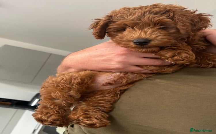 Cockapoo dogs - Advert 7