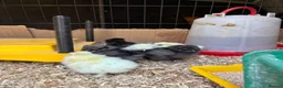 Chickens poultry for sale: Pure bred silkies white/black and colours  - Advert 2