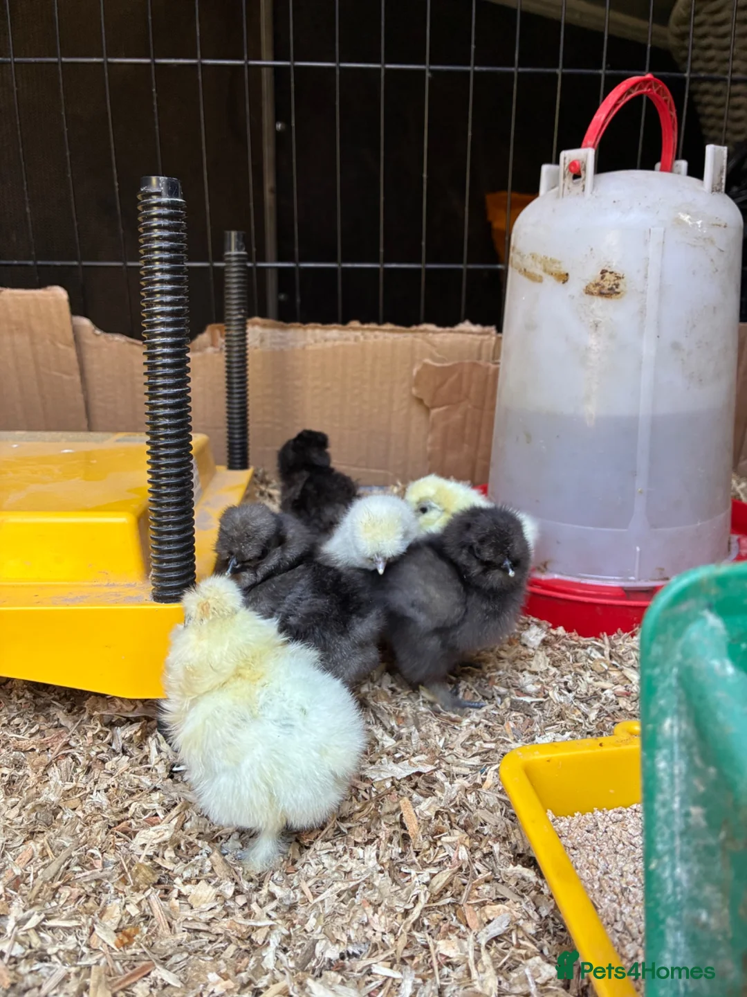 Chickens poultry for sale: Pure bred silkies white/black and colours  - Advert 2