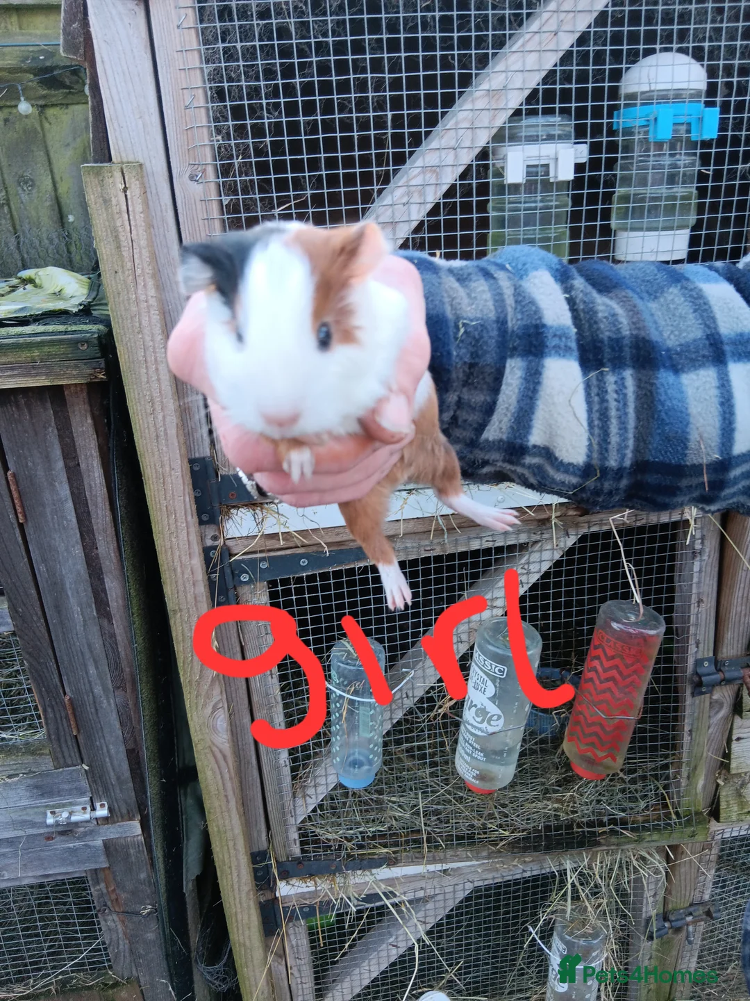 Guinea Pig rodents for sale: Guinea pigs  - Advert 3