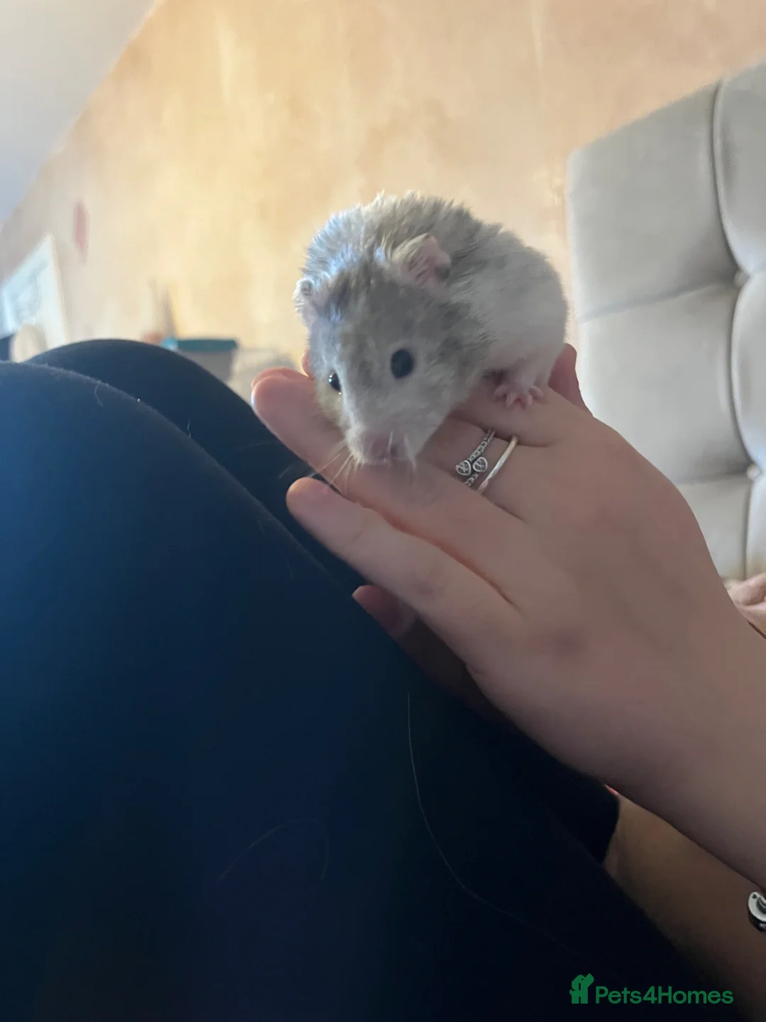Hamster rodents for sale: Syrian Hamster for sale  in Burnley - Advert 2