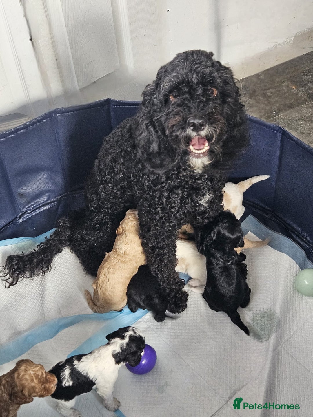 Cockapoo dogs for sale: 5 months old Cockerpoo - Advert 1